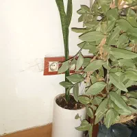 تعدادی گل و گلدان|گل و گیاه طبیعی|شاهین‌شهر, شهرک گلدیس|دیوار