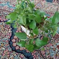 گل پتوس تقویت شده گلدون سفال محکم
