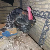 بوقلمون نر|حیوانات مزرعه|مهریز, |دیوار