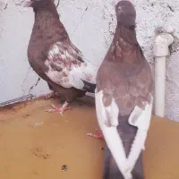 کبوتر  سینه تافته ای نروماده|پرنده|شیراز, حافظیه|دیوار