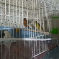 قناری ماده وجوجه