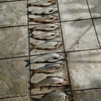 mahei آزاد|ماهی|ارس, |دیوار