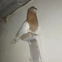 کفتر|پرنده|چترود, |دیوار