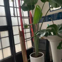 گل طبیعی|گل و گیاه طبیعی|پارس‌آباد, |دیوار