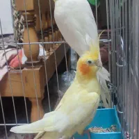 عروس هلندی