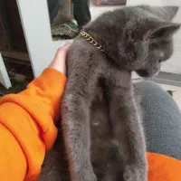 گربه دوست داشتنی