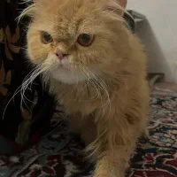 پرشین گارفیلدی|گربه|ری, جوانمرد قصاب|دیوار