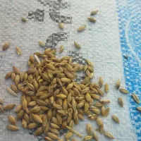 جو.آرد جو.ذرت دانه. سویا موجود است