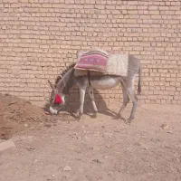 خر الاغ گله ای گوسفند|حیوانات مزرعه|برخوار, |دیوار