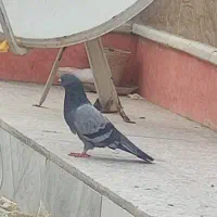 کبوتر سبز|حیوانات|زابل, |دیوار