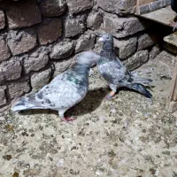 هفت‌رنگ خطی