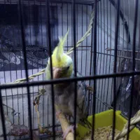 کوتوله عروس هلندی|پرنده|قم, انصار‌الحسین|دیوار