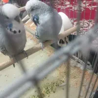 مرغ عشق انگلیسی