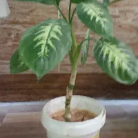 گل دیفن طبیعی