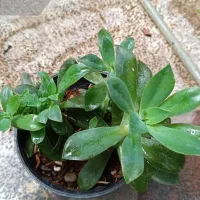 حراج گل|گل و گیاه طبیعی|علی‌آباد کتول, |دیوار
