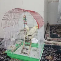 عروس هلندی دوتا نر