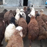 ی تعداد بره نر وماده گوسفند|حیوانات مزرعه|کرمانشاه, |دیوار