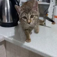 واگذاری دو بچه گربه خانگی دی اس اج