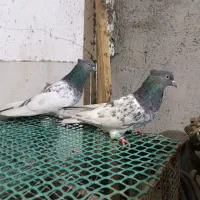 کله سبزکاکلی