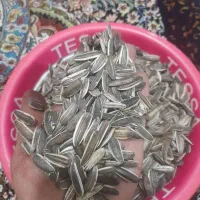 خریدار تخمه
