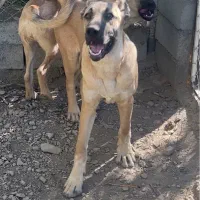 سگ سرابی گمشده یابنده مژدگانی ۲۰ میلیونی|حیوانات|مراغه, |دیوار