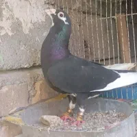 کبوتر