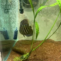 دیسکس|ماهی|اردبیل, |دیوار