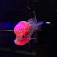 فلاور کانفا تایلندی گرید A