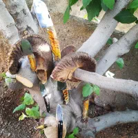 چاقو سازی استاد فرید|کوهنوردی و کمپینگ|سنندج, |دیوار