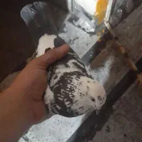 پرندگان|پرنده|اهواز, کوی باهنر|دیوار