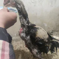 خروس لاری|حیوانات مزرعه|خاو و میرآباد, |دیوار