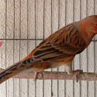 قناری سرخ سوخته آتیشی ، ایرانی اصیل ، رنگ طبیعی