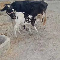 گاو شکم‌سوم