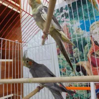 جوجه عروس هلندی