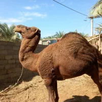 شتر نر لوک|حیوانات مزرعه|فهرج, |دیوار