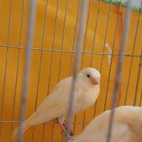 قناری  موزاییکی یک ماهه