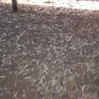 کود مرغی کف سالن|عمدهفروشی|خزل, |دیوار