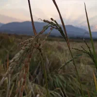 برنج کامفیروزی