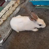 خرگوش|موش و خرگوش|نگین شهر, |دیوار