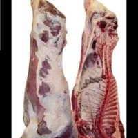 گوساله کره شتر مرغ شتر بز کهره بره