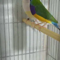 یک جفت فنچ گلدین|پرنده|کبودرآهنگ, |دیوار