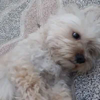 سگ باهوش نر|سگ|قره پشتلو, |دیوار