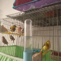 تعدادی قناری نروماده با کیفیت|پرنده|تبریز, |دیوار