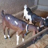 بز درجه یک یک دو عدد داشتی|حیوانات مزرعه|کوهدشت, |دیوار