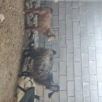 فروش بز کهره دار|حیوانات مزرعه|چرام, |دیوار