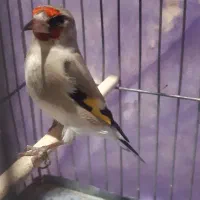 سهره|پرنده|کرمان, |دیوار