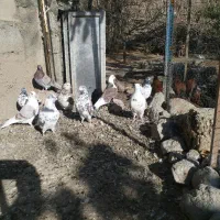 کبوتر تهرانی|پرنده|مشگین شهر, |دیوار