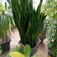 خدمات باغبانی هرس کاری کل کاری تمام نقاط تهران|خدمات باغبانی و درختکاری|تهران, صادقیه|دیوار