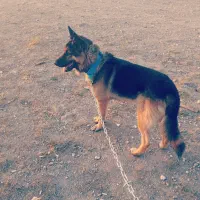 سگ ژرمن ورک لاین دو ساله فی 20 میلیون تومان