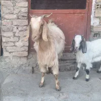 فروش بز وبزغاله|حیوانات مزرعه|دورود, |دیوار